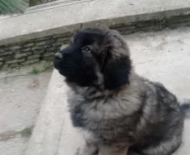 Cecil - Caucasian Shepherd Dog Puppy for sale