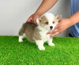 Chita - Welsh Corgi Pembroke Puppy for sale