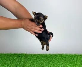 Ylko - Yorkshire Terrier Angebotener Welpe