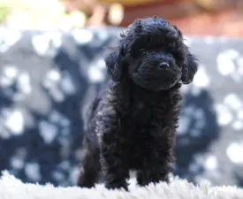 Blackmirror - Poodle Miniature Puppy for sale