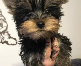 Deci Imolayorki - Yorkshire terrier Szczenię na sprzedaż