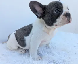 Luke - Buldog francuski Szczenię na sprzedaż