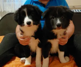 Talisman - Border Collie Puppy for sale