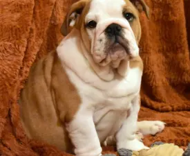 Rengőhegyi-ormán Brúnó - Bulldog Puppy for sale
