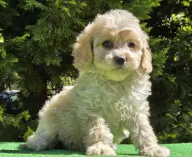 Flora - Cavapoo eladó kiskutya