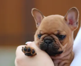 Ufo - Französische Bulldogge Angebotener Welpe
