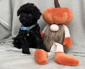 Lali - Карликовый пудель Щенок на продажу