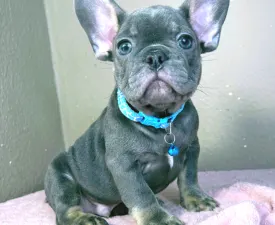 Leo - Buldog francuski Szczenię na sprzedaż