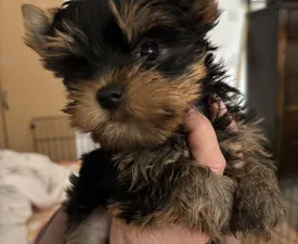 Helga - Йоркширский терьер Щенок на продажу