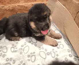 Jini - Deutsche Schäferhunde Angebotener Welpe