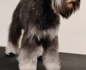 Ragyogó Ezüst Masni Borvo - Schnauzer nano Cucciolo in vendita