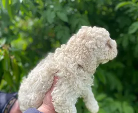 Adele - Romagna Water Dog Puppy for sale