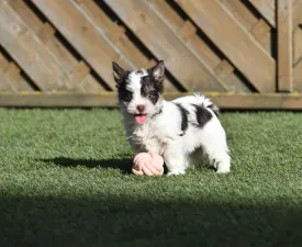 Lolita - Biewer Terrier Puppy for sale