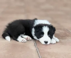 Fields Of Treasure Bluebird Song - Border Collie eladó kiskutya