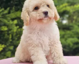 Franca - Cavapoo Puppy for sale