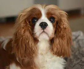 Aria  - Cavalier King Charles Spaniel Cățeluș de vânzare