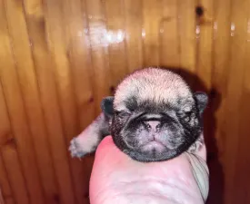 Tyson - Mops Štěně na prodej