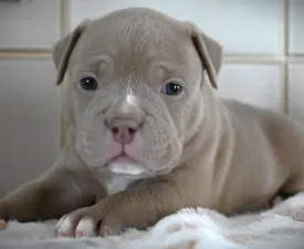 Zaria - American Bully - Pocket Angebotener Welpe