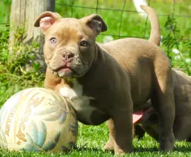 Ghostface Fighters Luna - American Bully - Pocket Puppy for sale