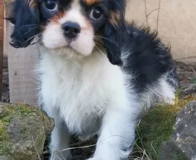 Gerry - Cavalier King Charles spániel eladó kiskutya