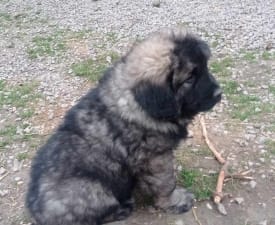 Ciklon - Caucasian Shepherd Dog Puppy for sale