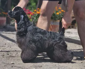 Independent Of Your Sweetest Dream - American Cocker Spaniel Puppy for sale