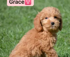 Grace - Goldendoodle eladó kiskutya