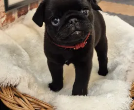 Key West - Pug Puppy for sale