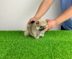 Sibylle - German Pomeranian Spitz Puppy for sale