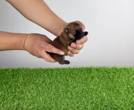 Amya - Pomeranian eladó kiskutya