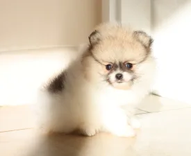 Alyssa  - German Pomeranian Spitz Puppy for sale