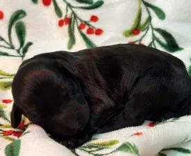 Raquel - Chien d'eau portugais Chiot à vendre