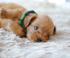 Bobi - Cavapoo Puppy for sale