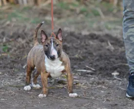 Jake - Miniature Bullterrier Puppy for sale