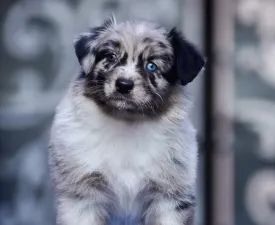 Winstead Throttle Wide Open - Australian Shepherd Angebotener Welpe