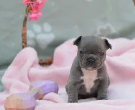 Milady - Francuski buldog Štenci na prodaju