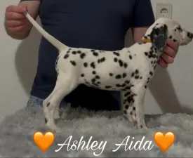 Luxedots Dalmatians Ashley Aida - Dalmatian Puppy for sale