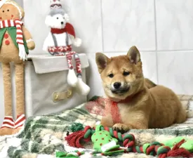 Bravados Benika - Shiba Angebotener Welpe