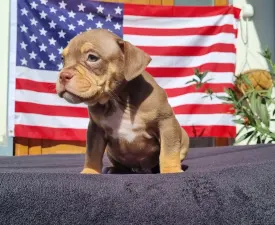 Brutusz - Amerikai Bully - Pocket eladó kiskutya