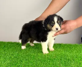 Cagan - Australian Shepherd Puppy for sale