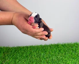 Halvor - Boston Terrier eladó kiskutya