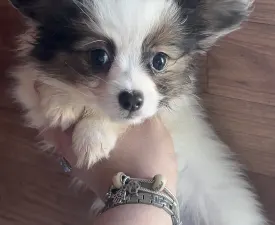 Loui - Papillon Štěně na prodej