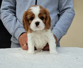 Sze Tis Best Forever - Cavalier king Charles spaniel Szczenię na sprzedaż