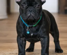 Xherathos - French Bulldog Puppy for sale