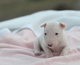 Karla - Miniatűr bullterrier eladó kiskutya