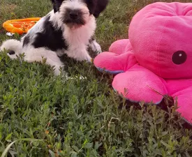 Leroy - Tibetan Terrier Puppy for sale