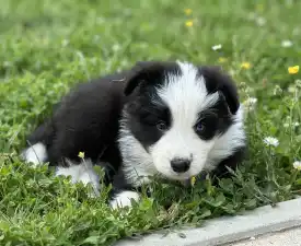 Fields Of Treasure Breath Of Fame - Border Collie eladó kiskutya