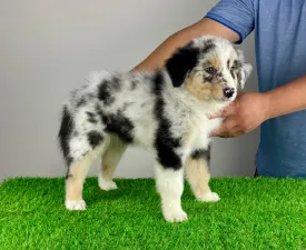 Tamy - Australian Shepherd Puppy for sale
