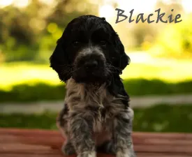 Blackie - English Cocker Spaniel Puppy for sale