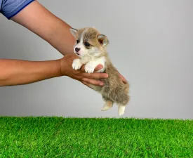 Prissy - Pembroke Welsh Corgi eladó kiskutya